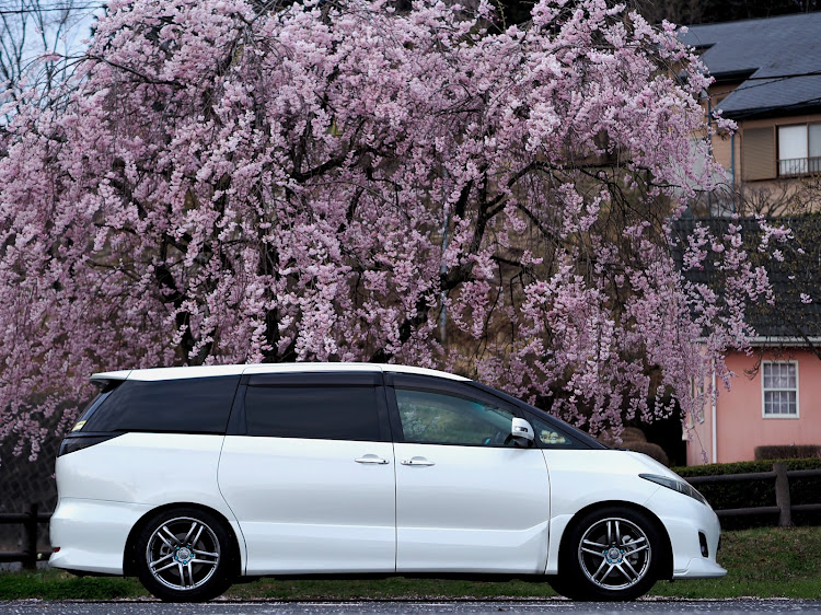 エスティマの写真が上手くなりたい・サクラと愛車・桜とコラボ・早朝撮影・桜に関するカスタム事例の投稿画像6枚目