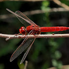 Scarlet Darter