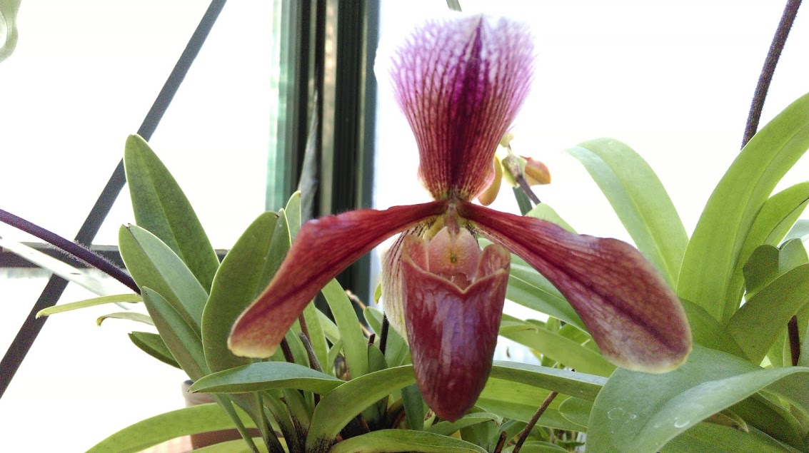 Paphiopedilum hybride complexe XdObKysGxfyuFCJg_vlEBsJwn-MFKxvjnPGs1I-oNLL-ovrpwrHdpEztroQxcKnF1QAzpdcBJA91fHJGXrPRpjM-VRUtuNjJGMEuZBnXXehmwBvDedxS4Kax1S0Oj-BXq-1WQbjH0Oo6La0SiODY36rlb51RxpSg-Kb792SwNy-VM63mHXUvL_ytLKae7gN67xfIURbfXBHuO13a7Xj8YYl_G9WAi2uoj9yuDDcNuTT-s53w7X3vgloetWOCQzCRs0Kox2zCIAN8ylY6NVoPlJrlsXO13m2TLWrgte6j_opq3qtGNajlVB8jUle_yRRLErpIu4IxBhTpNleO1ogJutBUXzgdrdVvd4LyjGAmzcWPAra-0_r9PZmt7EGLA5H1e73jaae0Qt2qosPWJrbYKaQfsrCRCVEwc2yelExSrGYyjPHzmIDiq8JbTXaEQRlHSTKf9eUnJM2e-NL90aIrWvGKNbzH-a0Bo4DCJ8Hinm2wI-1kg90gkKmxCgqlcy5N1NW0SbfkM7h1IMfJ08eddpUxqwCe4oBXK3aIIJooi3dU9GlwPUnrlyVxz6WpN8iY1yHu5w=w1133-h635-no