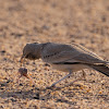 Greater hoope lark