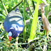 Purple Gallinule