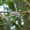 Hickory Tussock Moth