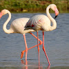 Greater flamingo