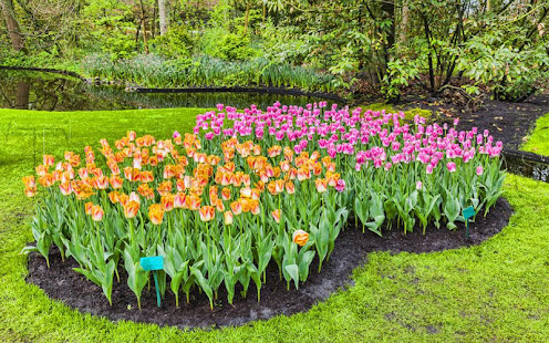 Tile Puzzle Keukenhof Garden(圖5)-速報App