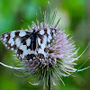 Marbled white; Medioluto norteña