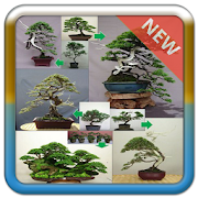 Bonsai Design Ideas  Icon