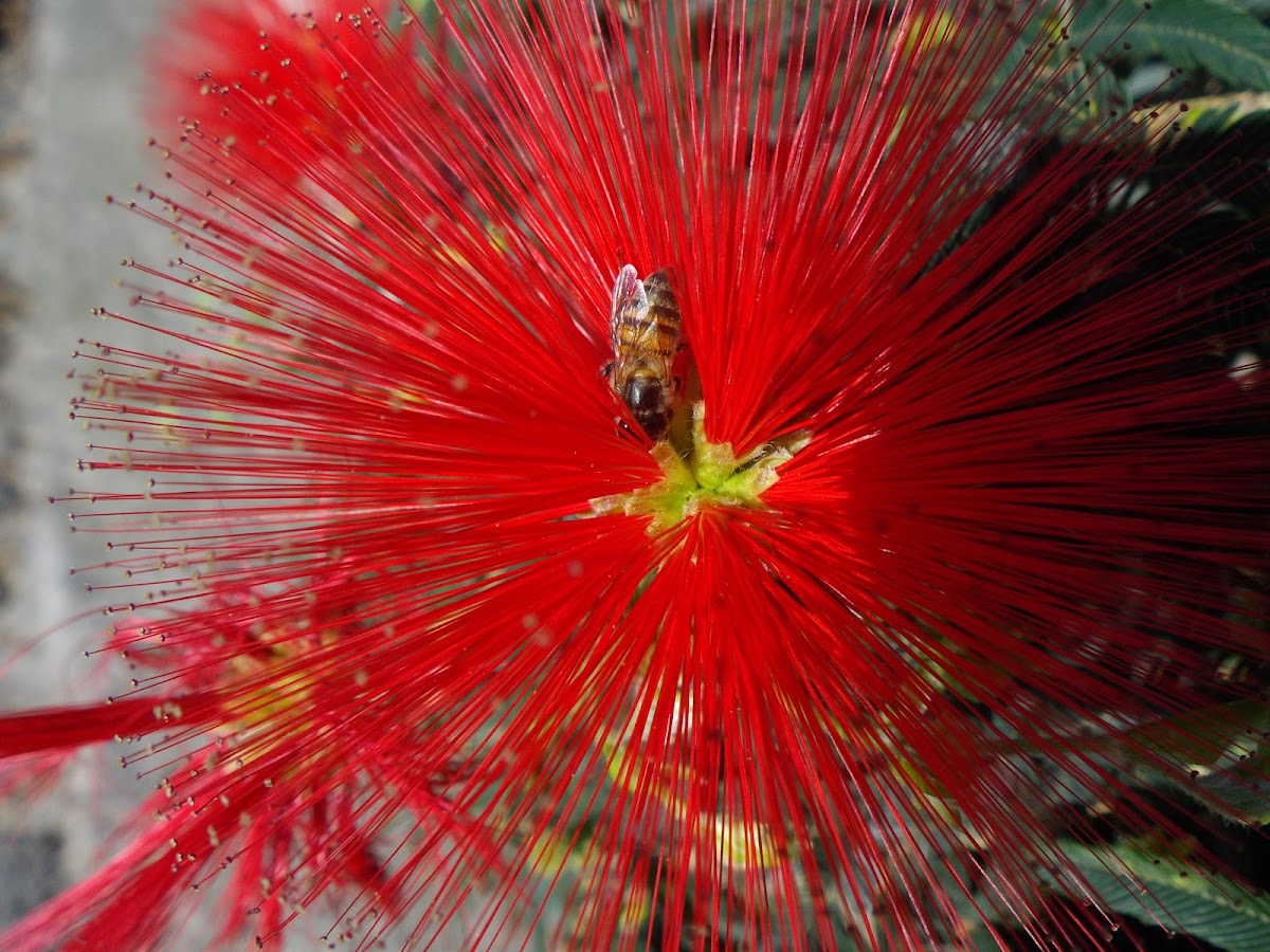 Caliandra Vermelha