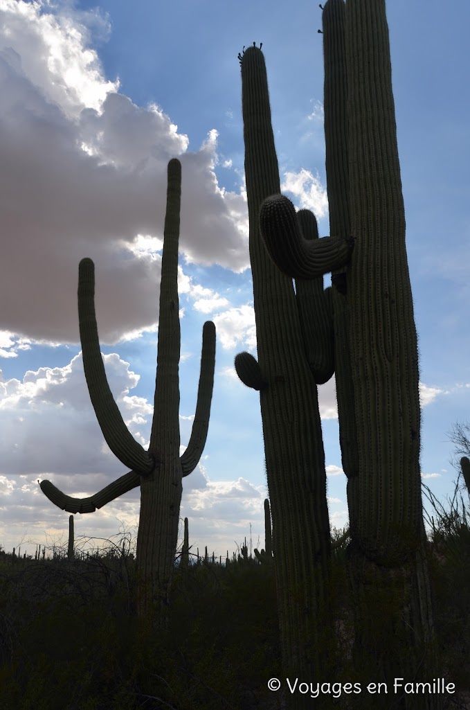 Saguaro NP, Valley view overlook trail