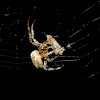 cross spider