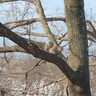 Grey Squirrel