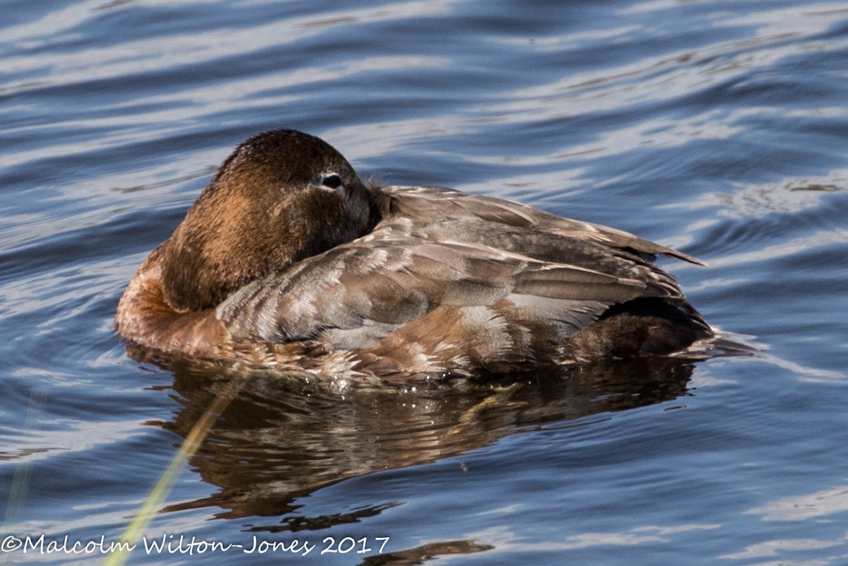 Pochard; Porrón Común