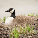 Canada Goose