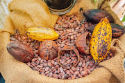 Organic cocoa fruit pods 