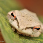 White Frog