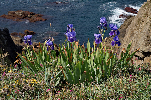 Iris germanica