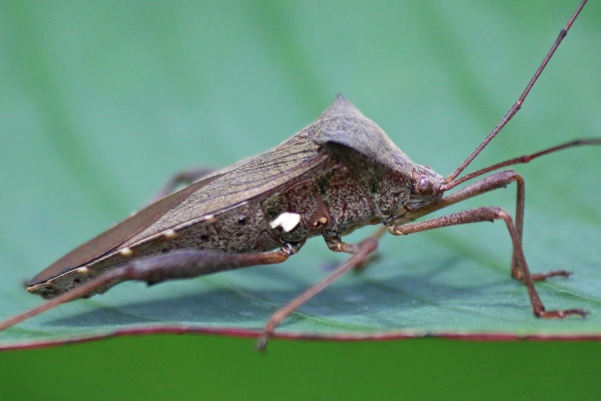 Leaf-footed bug