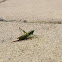 Long-winged Conehead