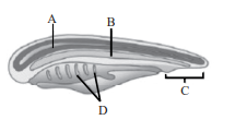 Diagnostic Characters of Chordates