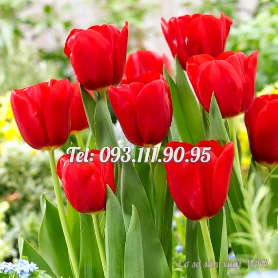 Hạt Giống Hoa Tulip – Bịch 10 Hạt – Mã Số 1478