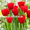 Hạt Giống Hoa Tulip – Bịch 10 Hạt – Mã Số 1478