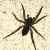 Wolf Spider