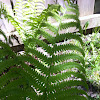 Ostrich Fern