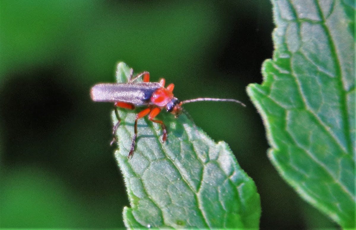 Soldier Beetle