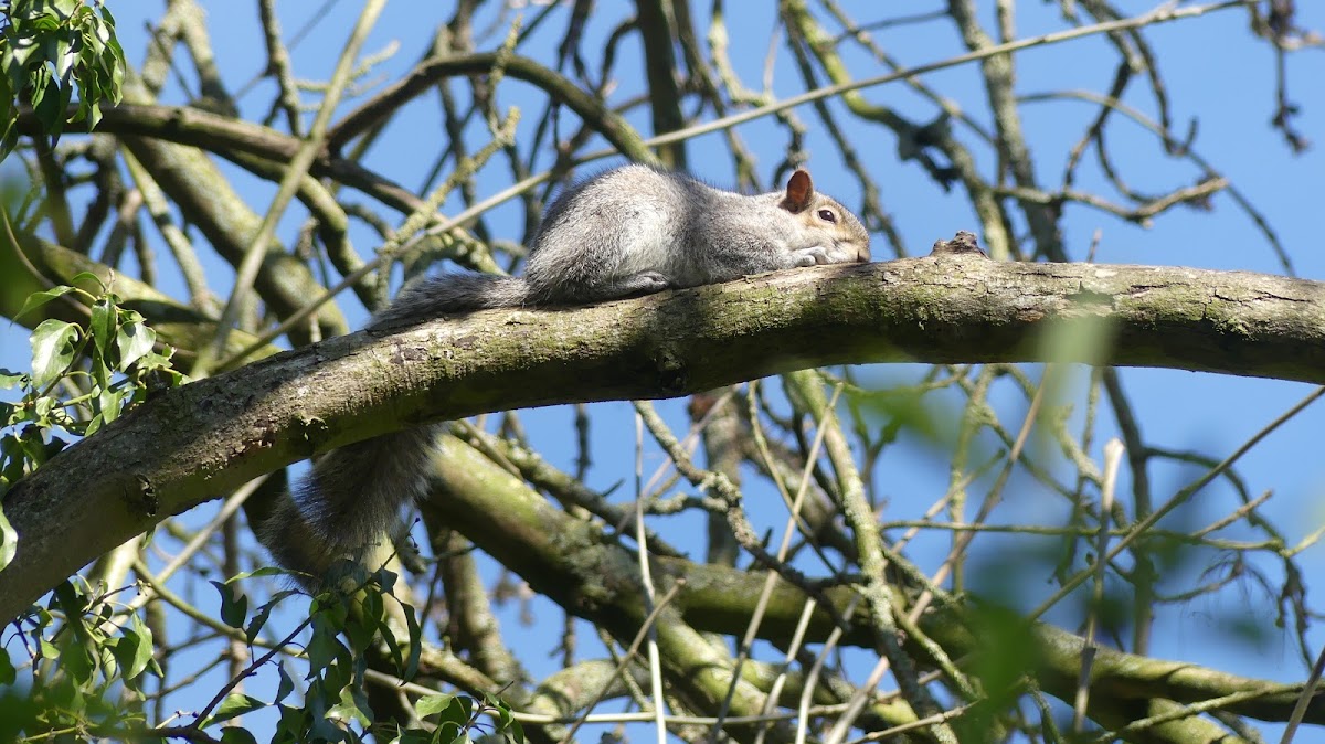 Grey squirrel