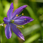 Small Camas