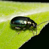 Flea Beetle