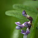 Bush vetch