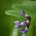 Bush vetch