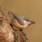 Nuthatch