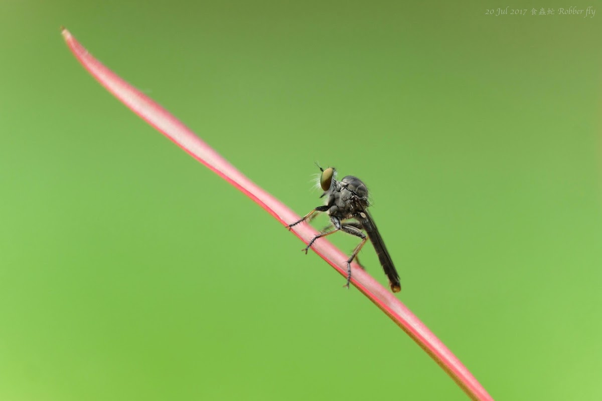 Robber fly 食蟲虻