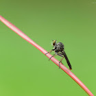 Robber fly 食蟲虻