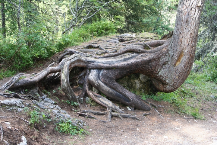 Mi inchino al Signore della foresta di fabbe46