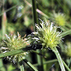 Grass Seed Head