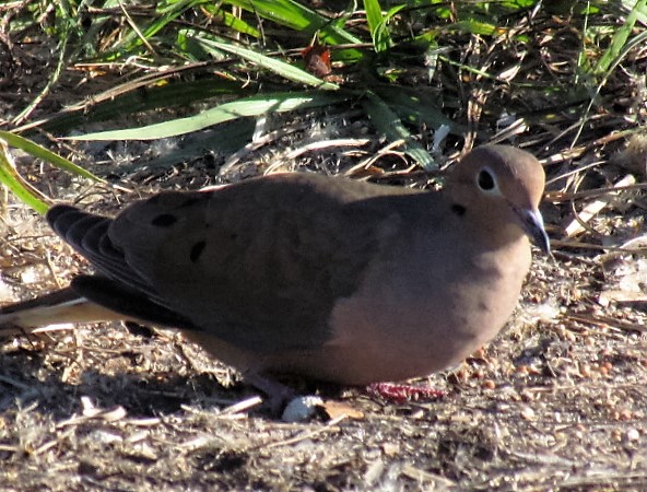 Mourning Dove