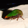 Treehopper