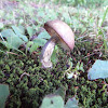 eastern boletes (Mushroom)