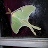 Luna Moth