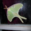 Luna Moth