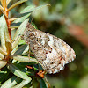 Grayling butterfly