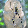 Araña seda dorada, tejedora