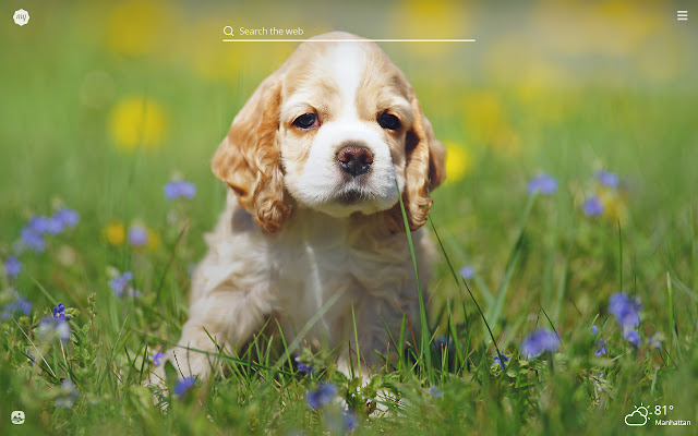 My Spaniel Dog & Puppy HD Wallpapers