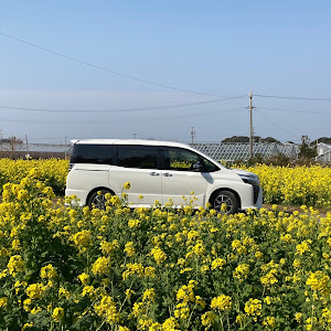 ヴォクシー ZRR80W