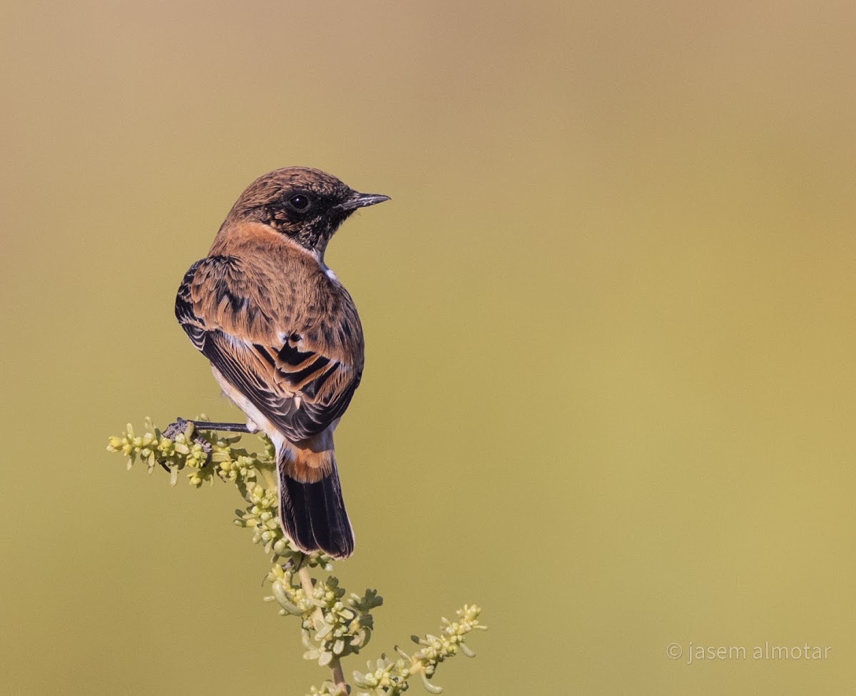 European stonechat