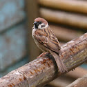 Eurasian tree sparrow