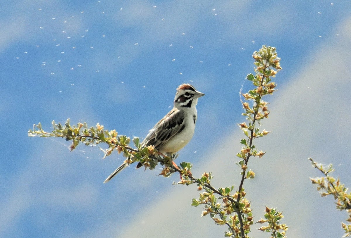 Lark sparrow