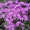 Creeping Phlox